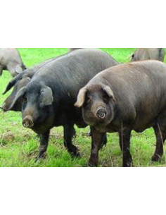 Rillette De Porc Noir De Bigorre 2
