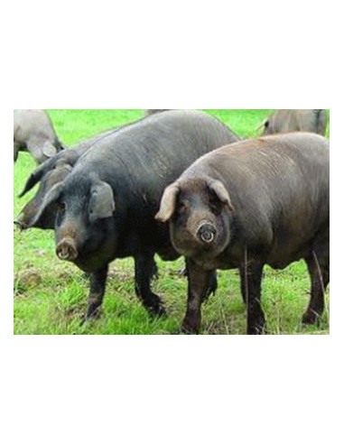 Rillette De Porc Noir De Bigorre