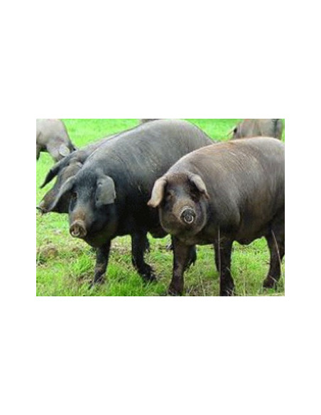 Rillette De Porc Noir De Bigorre