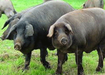 Le Porc Noir de Bigorre